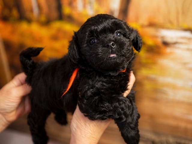Russian Tsvetnaya Bolonka Puppies media 6