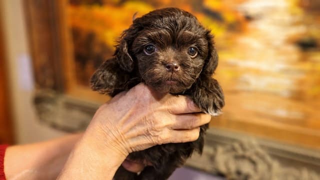 Russian Tsvetnaya Bolonka Puppies media 7
