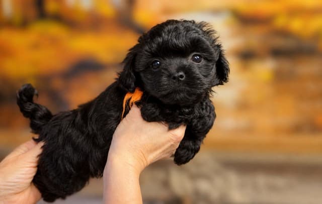 Russian Tsvetnaya Bolonka Puppies media 5