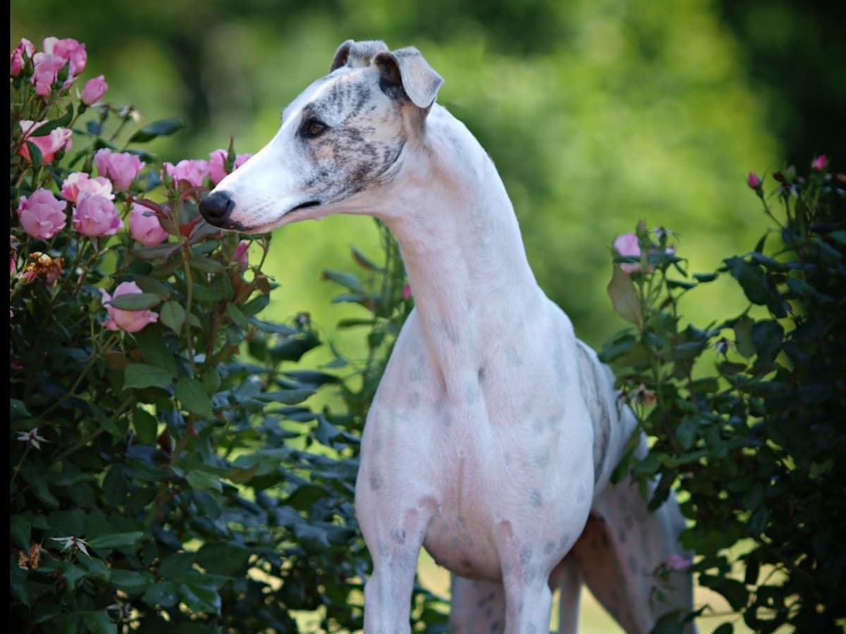 Whippet Puppies Available to Approved Homes breeder image 3