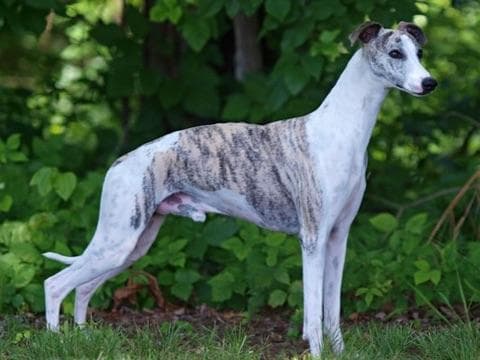 Whippet Puppies Available to Approved Homes breeder image 4