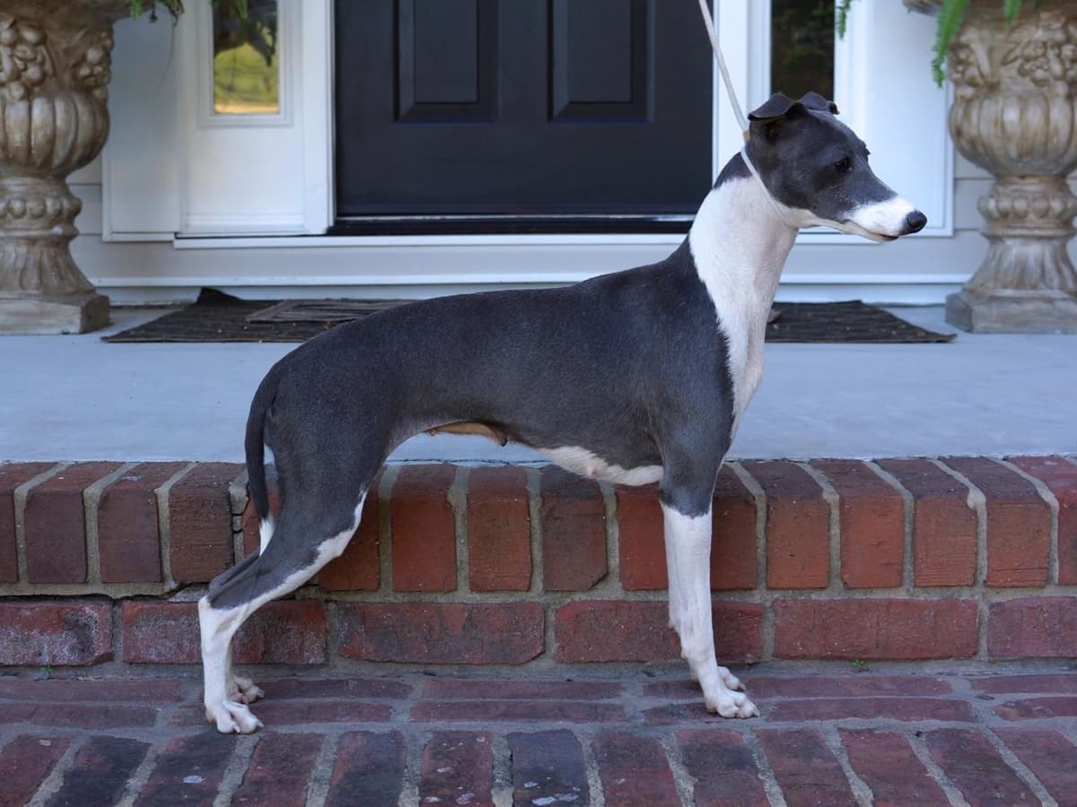 Whippet Puppies Available to Approved Homes breeder image 6