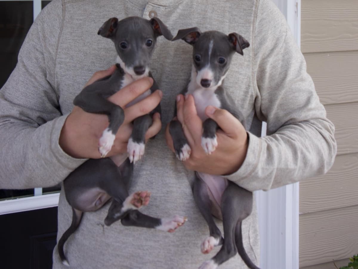 Whippet Puppies Available to Approved Homes breeder image 9