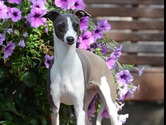 Whippet Puppies Available to Approved Homes breeder image 10