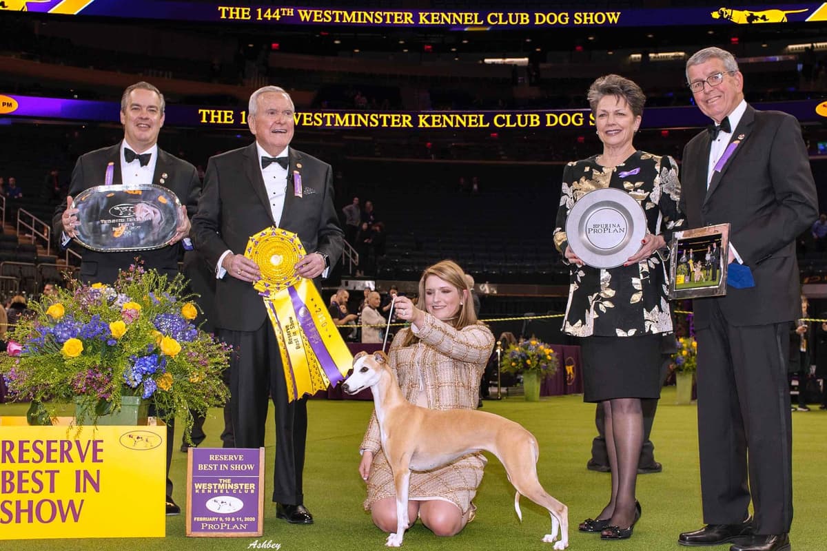Whippet Puppies Available to Approved Homes breeder image 1