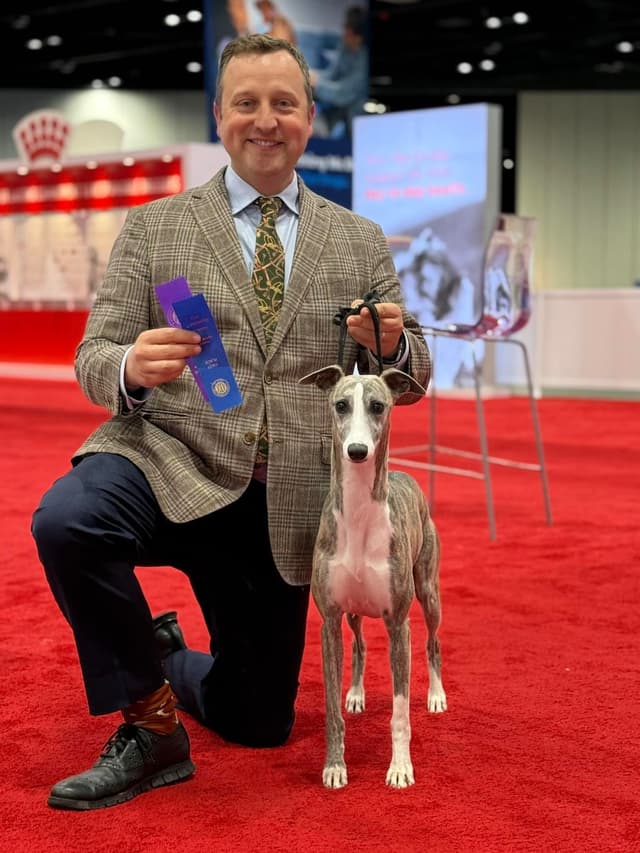 Whippet Puppies Available to Approved Homes media 2
