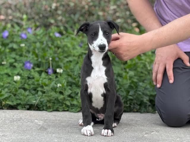 Whippet Puppies Available to Approved Homes media 3
