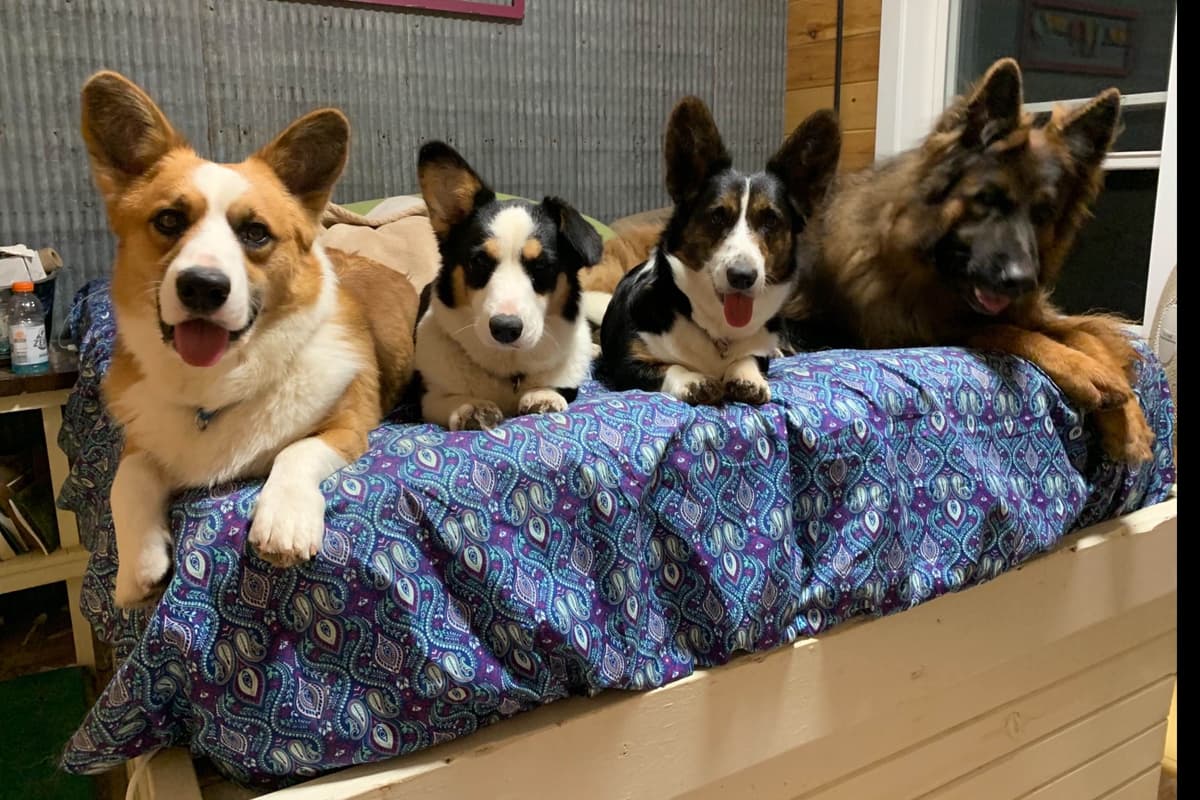 Cardigan Welsh Corgi Puppies breeder image 5