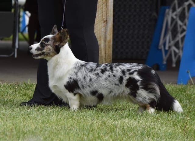 Cardigan Welsh Corgi Puppies media 2