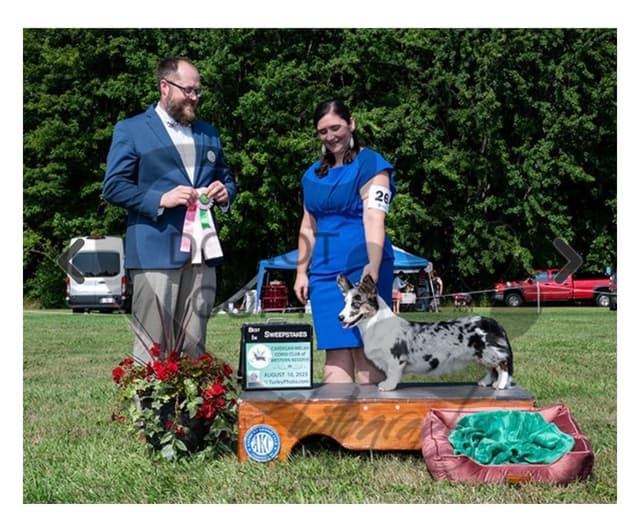 Cardigan Welsh Corgi Puppies media 3