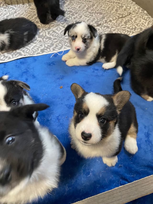 Cardigan Welsh Corgi Puppies media 4