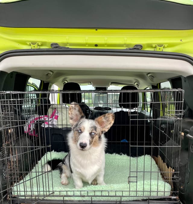 Cardigan Welsh Corgi Puppies media 5