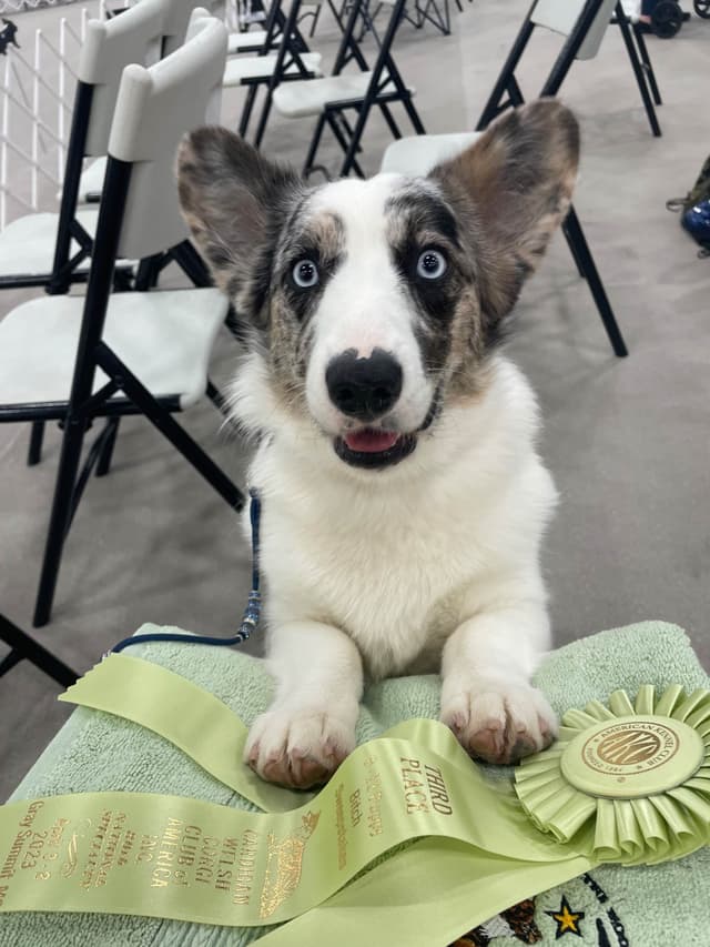 Cardigan Welsh Corgi Puppies media 6