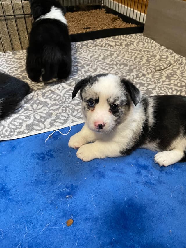 Cardigan Welsh Corgi Puppies media 7
