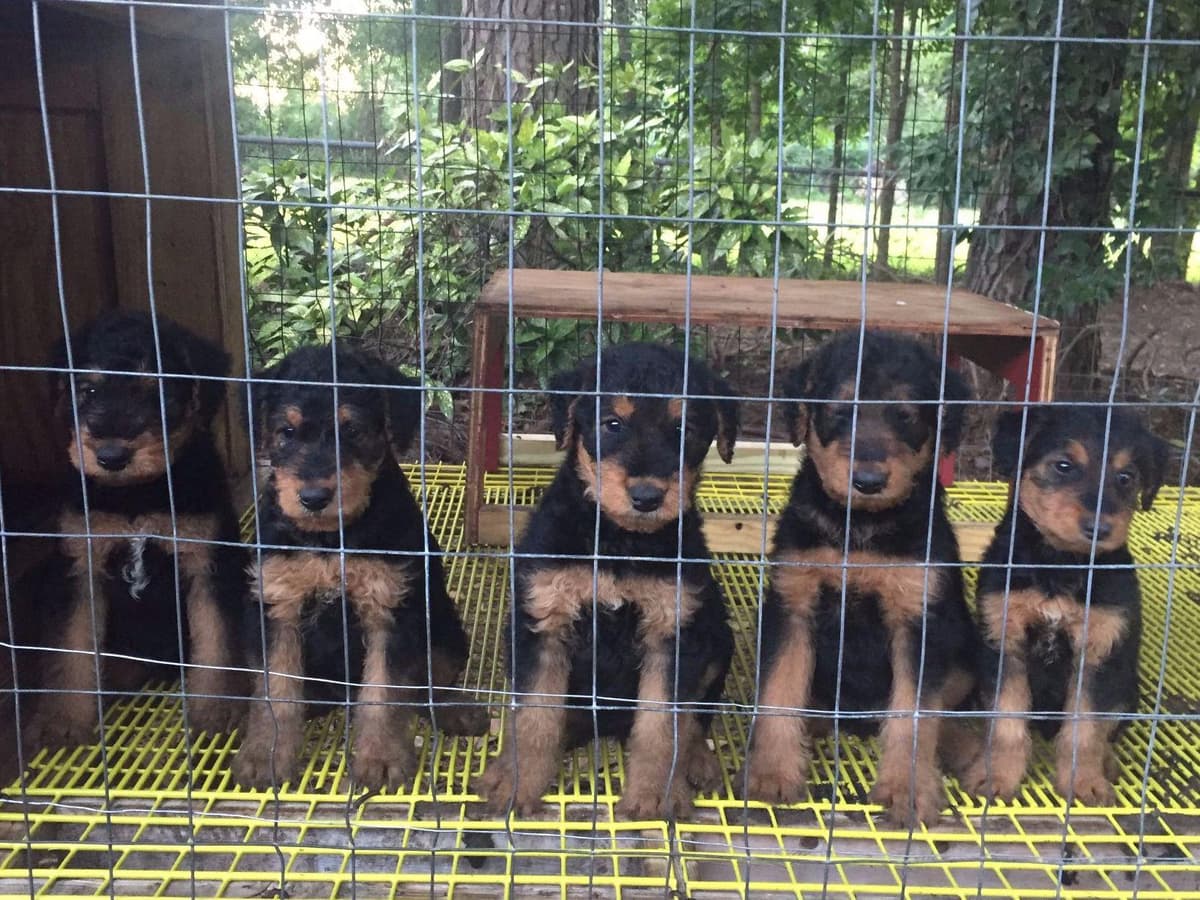 Airedale Terrier Puppies breeder image 1
