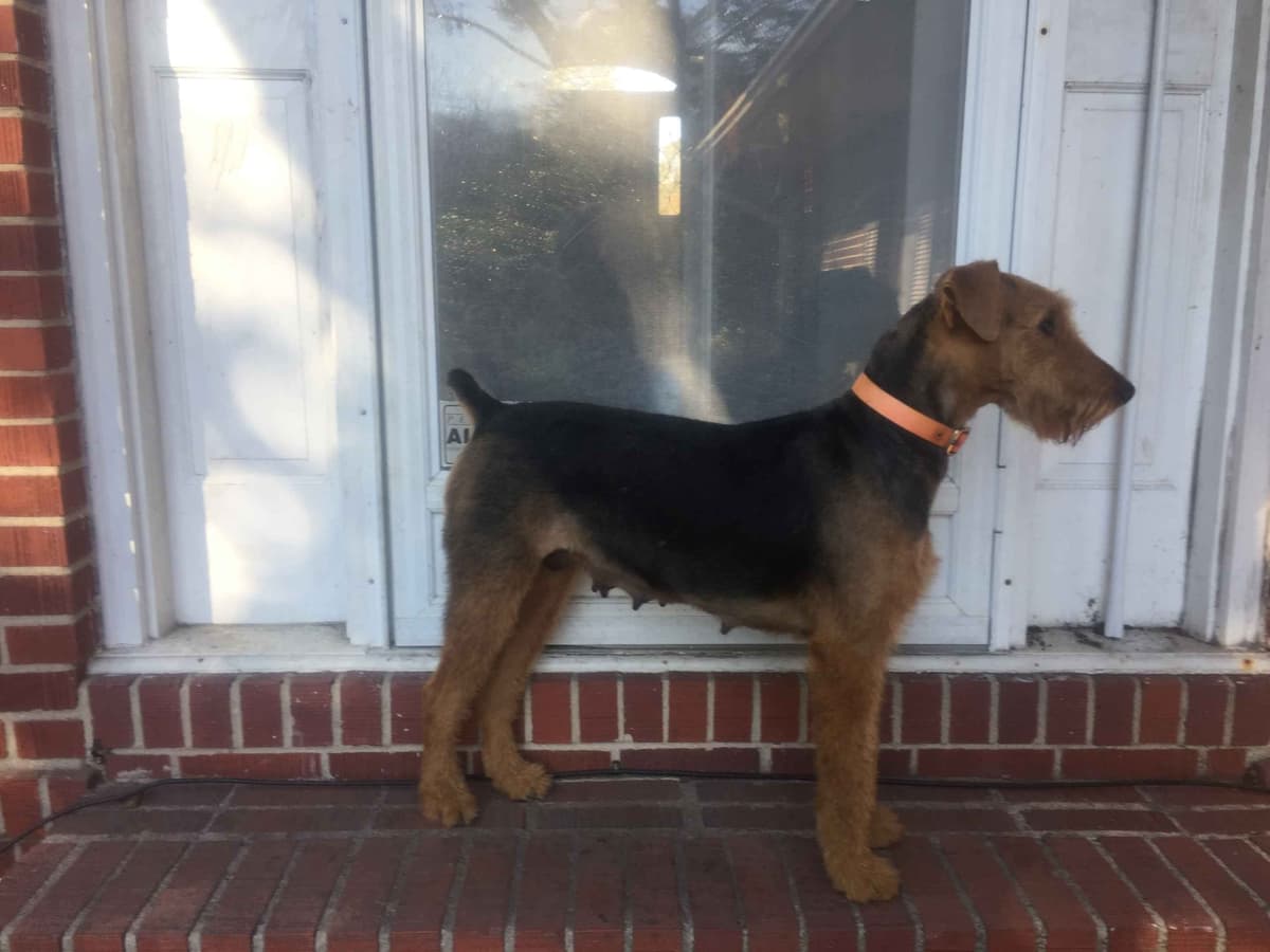 Airedale Terrier Puppies breeder image 3