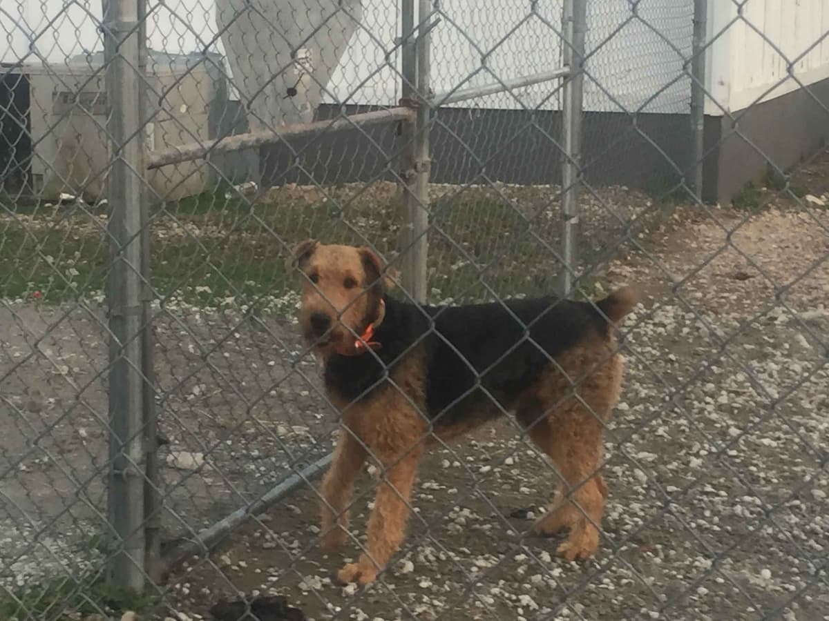 Airedale Terrier Puppies breeder image 5