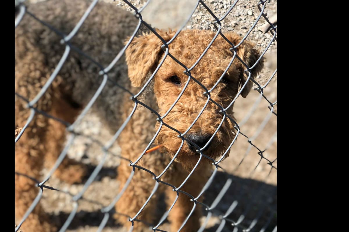 Airedale Terrier Puppies breeder image 7
