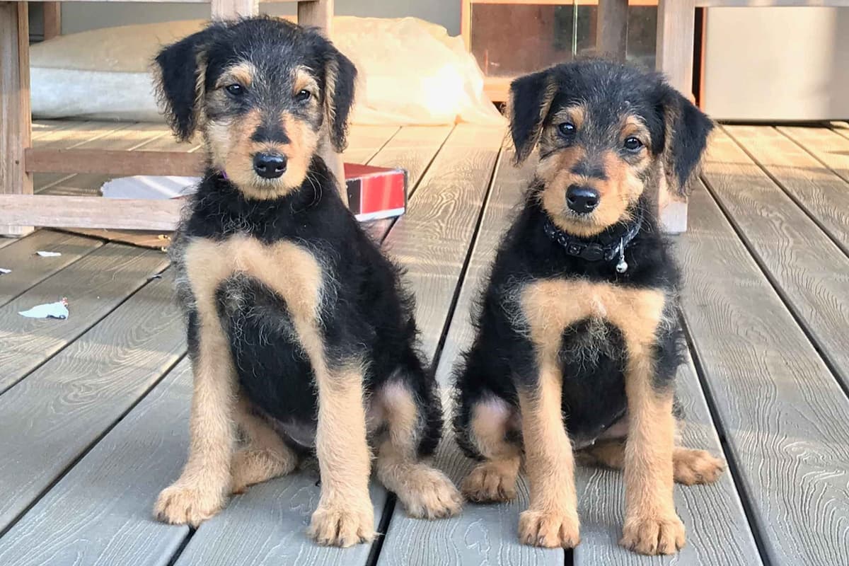 Airedale Terrier Puppies breeder image 8