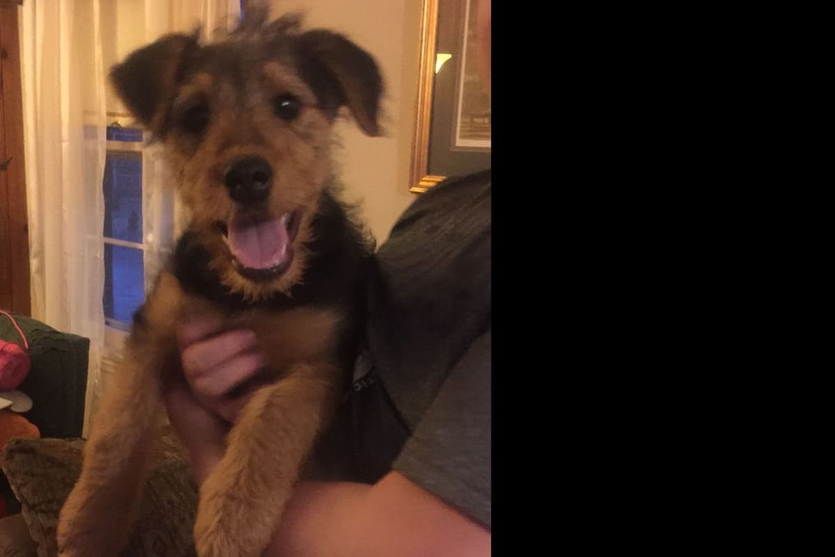 Airedale Terrier Puppies breeder image 11