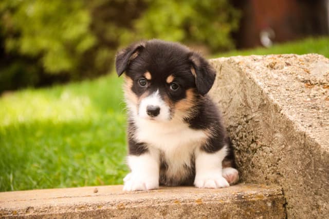 Pembroke Welsh Corgi Puppies media 2