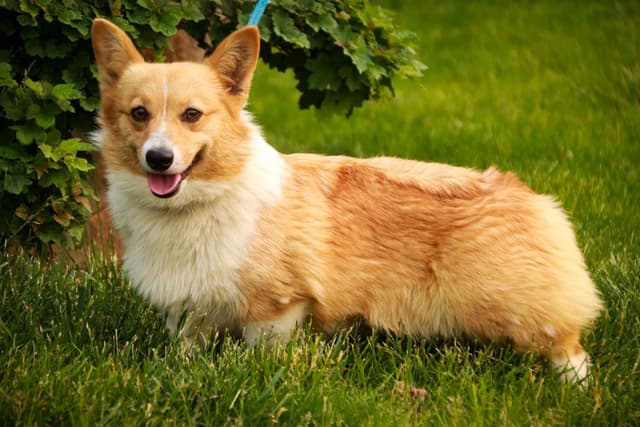 Pembroke Welsh Corgi Puppies media 3