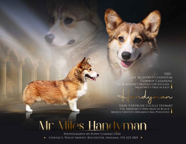 Pembroke Welsh Corgi Puppies media 4