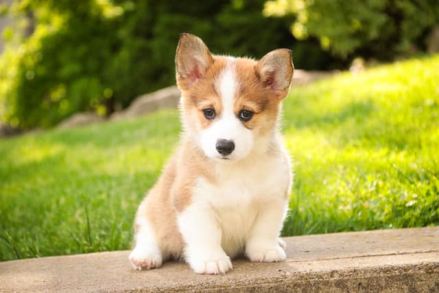 Pembroke Welsh Corgi Puppies media 5