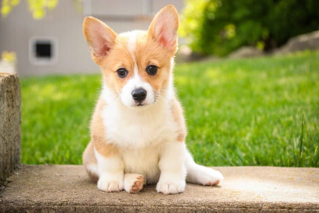 Pembroke Welsh Corgi Puppies media 6