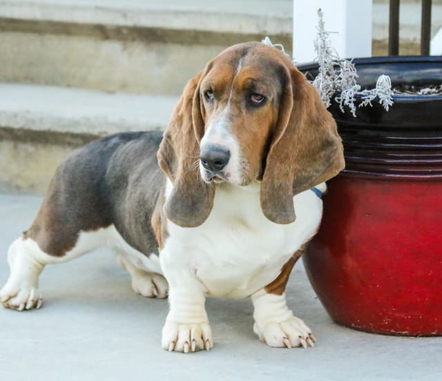 Basset Hound Puppies media 6