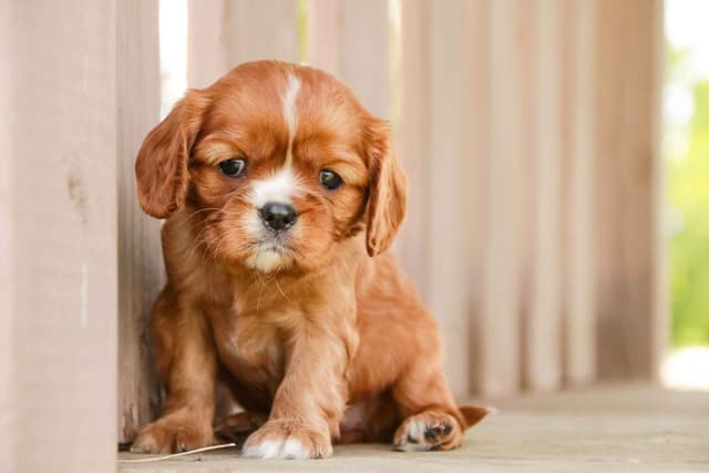 Cavalier King Charles Spaniel Puppies media 4
