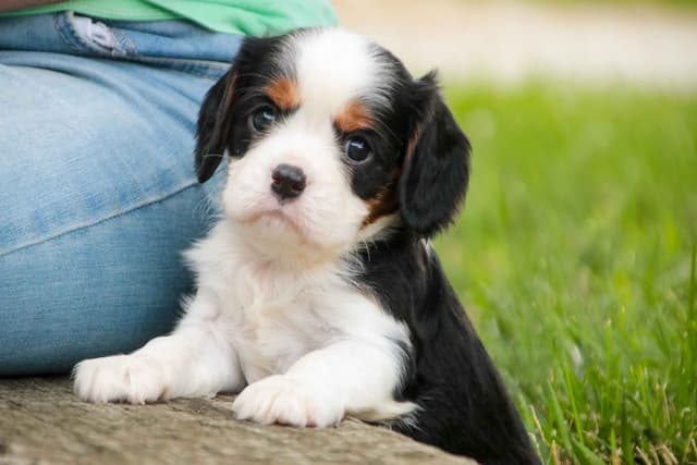 Cavalier King Charles Spaniel Puppies media 2