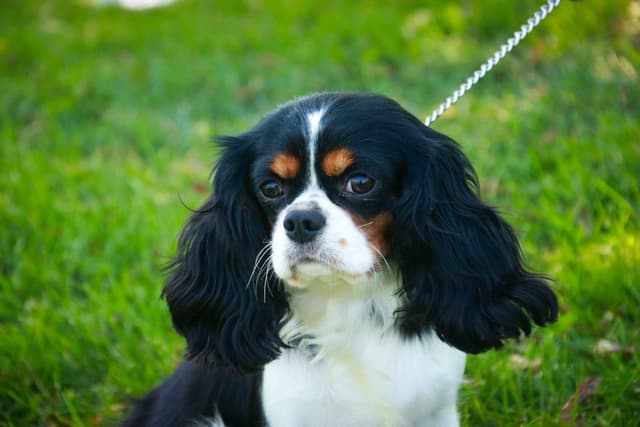 Cavalier King Charles Spaniel Puppies media 6
