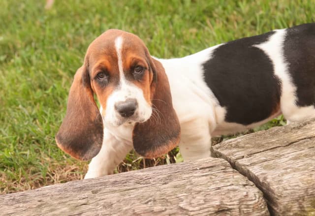 Basset Hound Puppies media 2