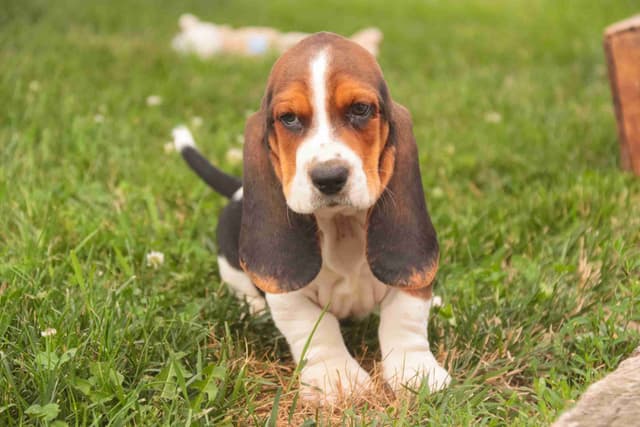 Basset Hound Puppies media 3