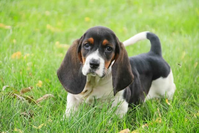 Basset Hound Puppies media 4