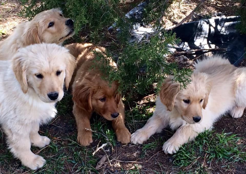 Golden Retriever Puppies breeder image 5