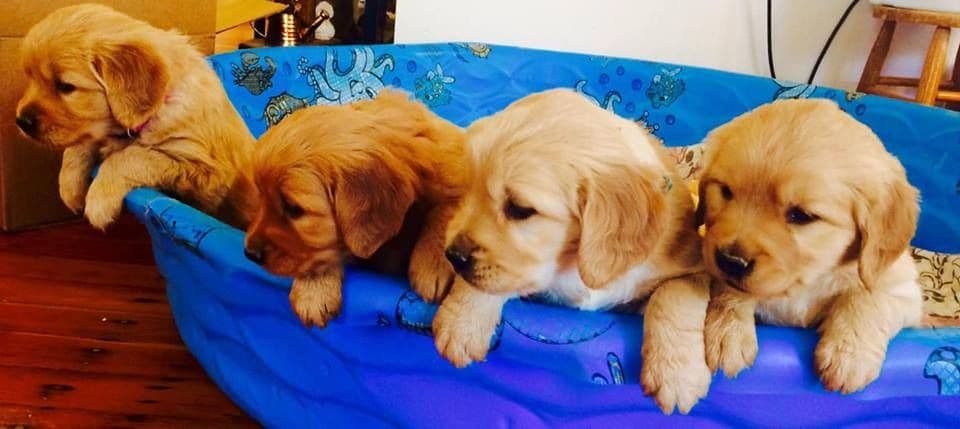 Golden Retriever Puppies breeder image 7