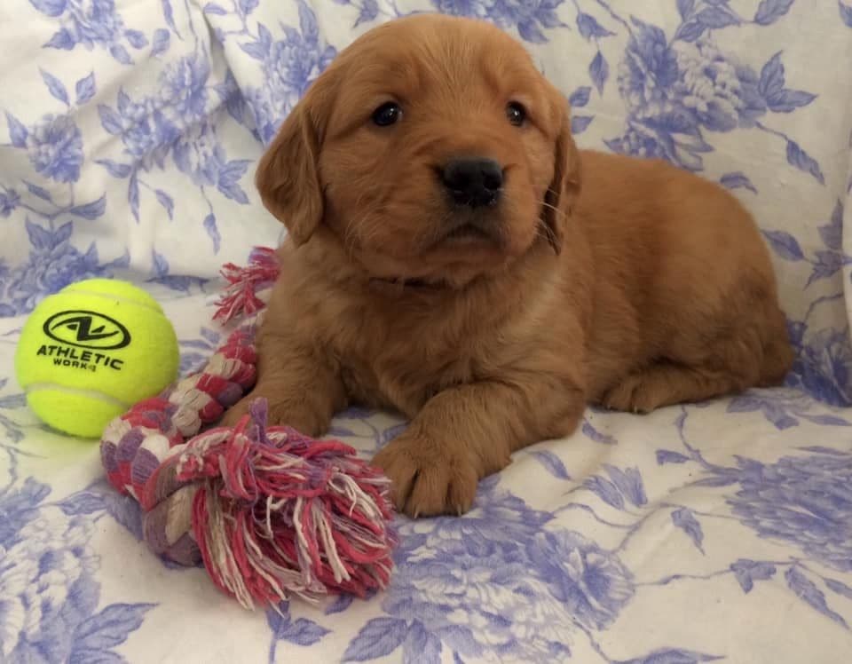Golden Retriever Puppies breeder image 6