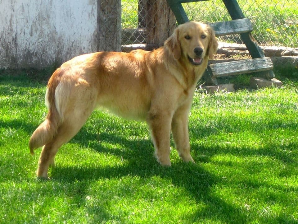 Golden Retriever Puppies breeder image 10