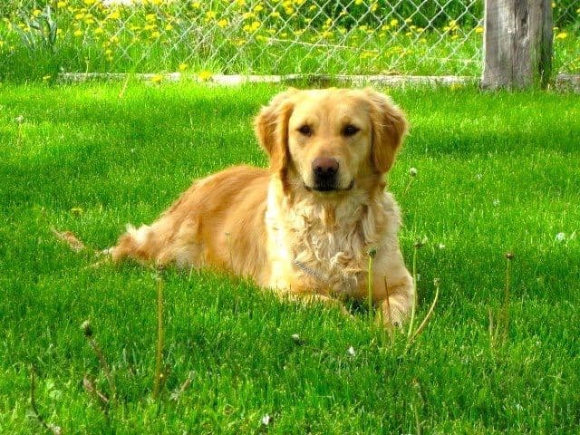 Golden Retriever Puppies breeder image 11