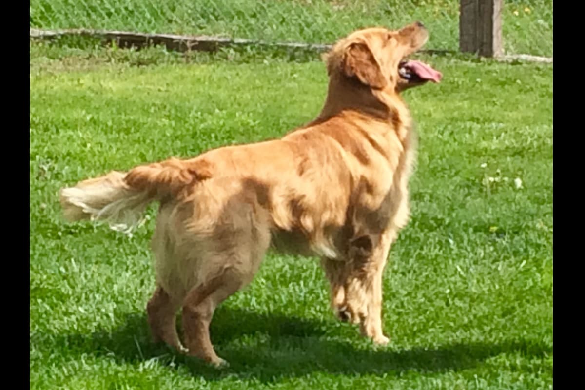 Golden Retriever Puppies breeder image 4