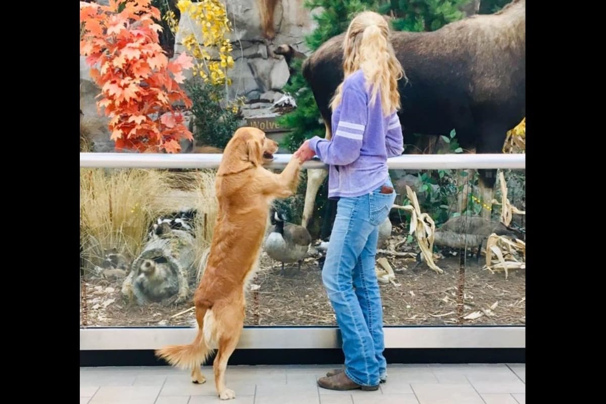 Golden Retriever Puppies breeder image 3