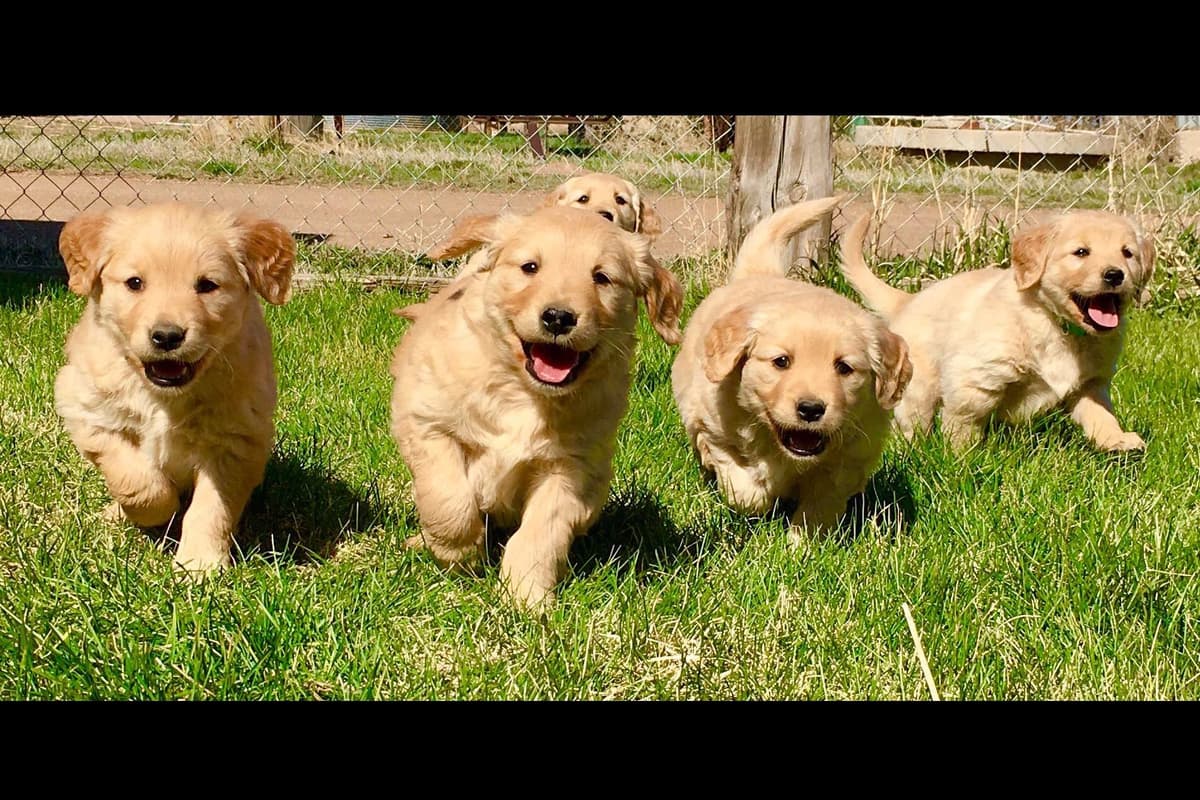 Golden Retriever Puppies breeder image 1