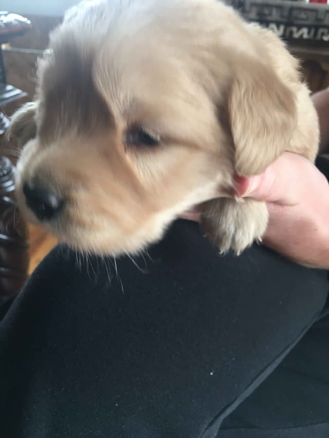 Golden Retriever Puppies media 2