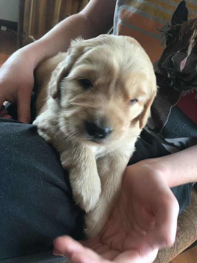Golden Retriever Puppies media 3
