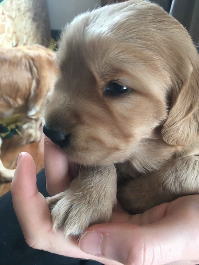 Golden Retriever Puppies media 4