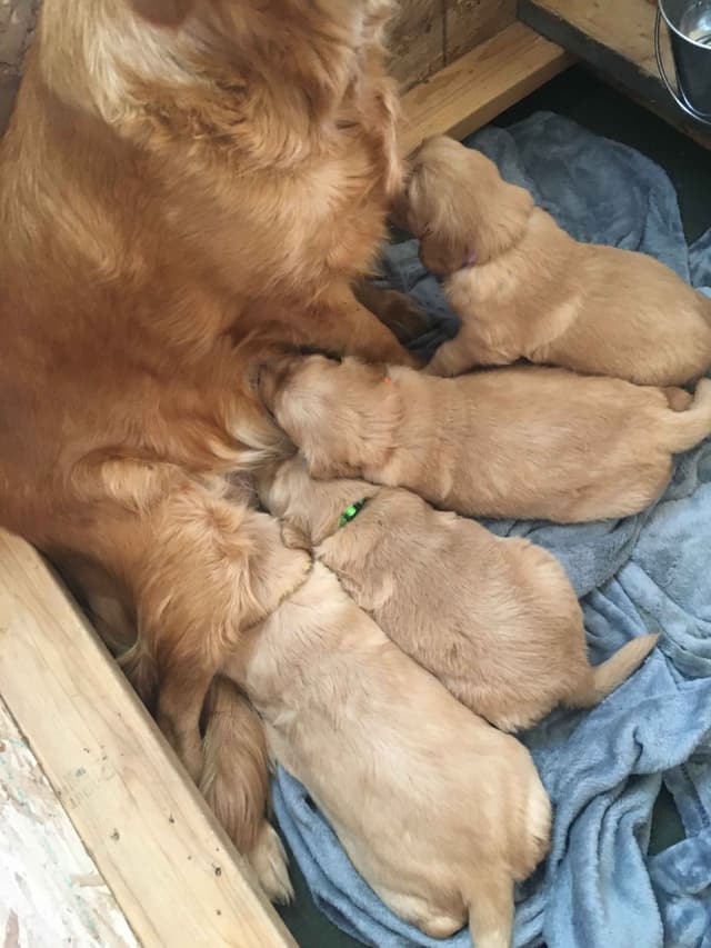 Golden Retriever Puppies media 5