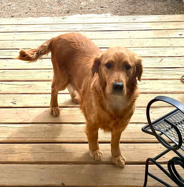 Golden Retriever Puppies media 6