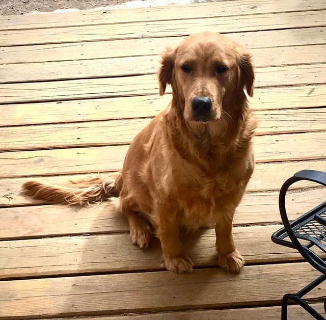 Golden Retriever Puppies media 7